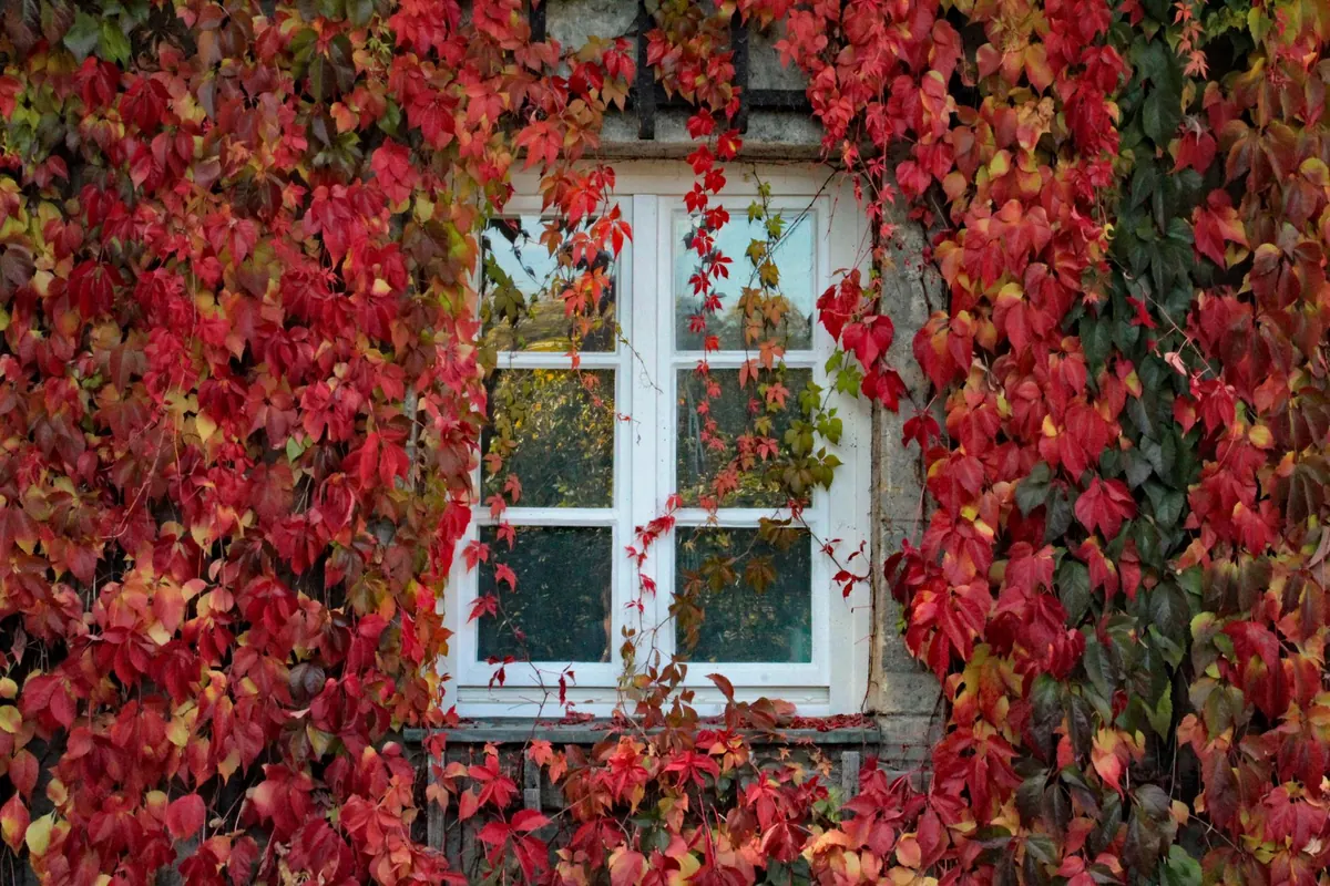 Seasonal Ambient: 12 Tracks for a British Autumn Evening